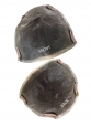Ultimate Handtied Lace Front Topper 12 | Base